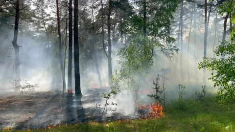 Fire firefighters forest atastrophe fireman truck smoke Видео 245619318