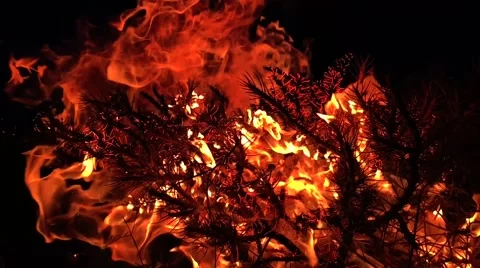 Fire flame on black background Stock Footage 60600144