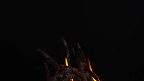 Fire flame burning on black backgroud screen  Stock Footage 243140473