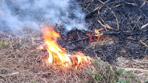 Fire flame burning dry grass in forest, the air is polluted with smoke. Fire Stock Footage 118986941