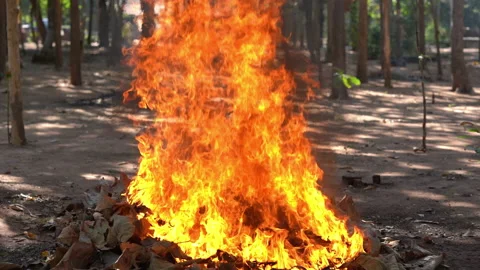 Fire flame burning in forest background 库存影片 168053029