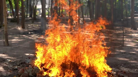 Fire flame burning in forest background Stock Footage 168053387