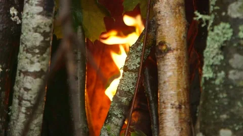 Fire flame in close-up between the trunks of small birches Stock Footage 253393840