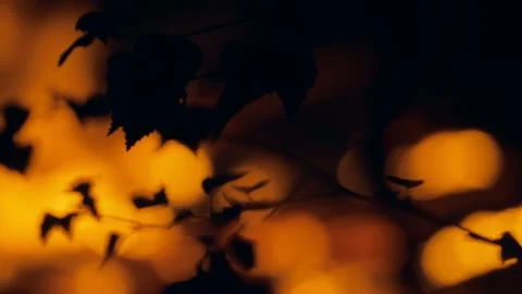 Fire flame forest night branch dark pine bright burning summer evening lifestyle Video stock 205065278