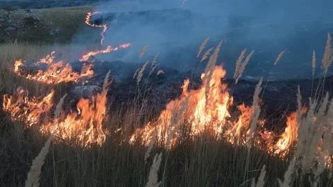 Fire flame grass mountain nature 006 Stock-Footage 345424733