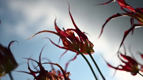 The Fire Flame or The Turkish Tulip dates back to at least the early 1800s. A pr Stock Footage 194691321