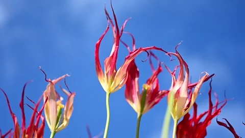 The Fire Flame or The Turkish Tulip dates back to at least the early 1800s. A pr Stock Footage 194691333