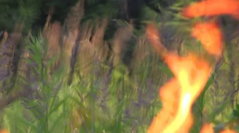 Fire flames and smoke on a background of grass and nature Stock Footage 50346205