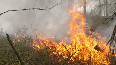 Fire flames burning the Siberian forest with the heavy smoke Stock-Footage 168322577