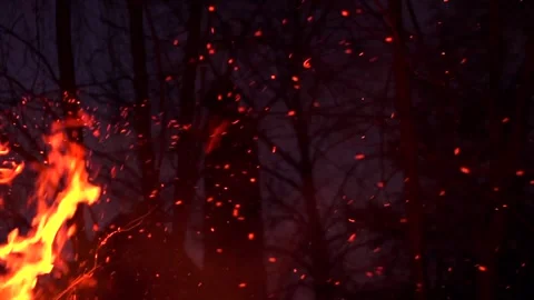 Fire flames with flying sparks on a dark forest background. Firestorm Stock Footage 319862512