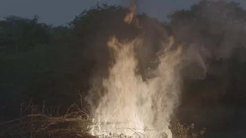 Fire flames on trees Video stock 140771585