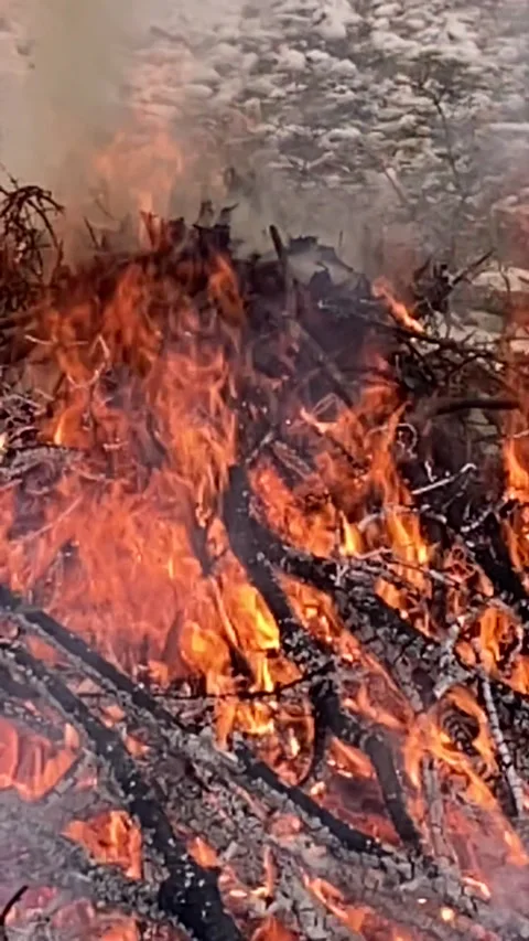 Fire flames vertical video, tight shot full combustion sticks to coals Stock Footage 301319495