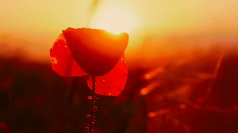 Fire flower Video stock 766896