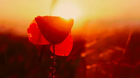 Fire flower Stock Footage 1463748