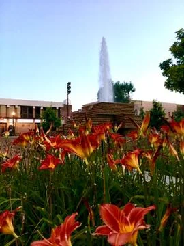 Fire Flower Stock Photos