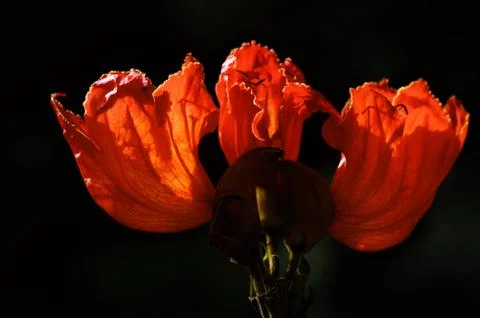 Fire Flower Stock Photos