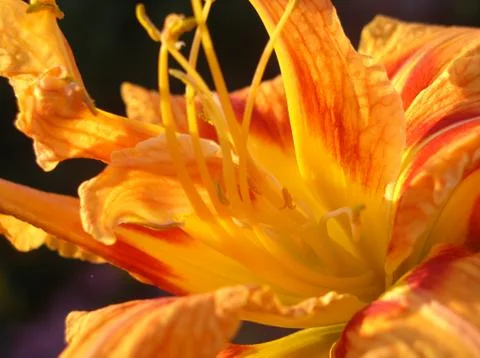 Fire flower Stock Photos