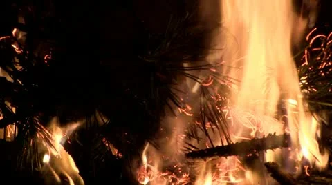 Fire flowers Stock Footage 11029917