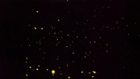 Fire fly Stock Footage 101493900