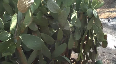 Fire Stock Footage 8835257