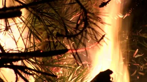 Fire Stock Footage 11028934