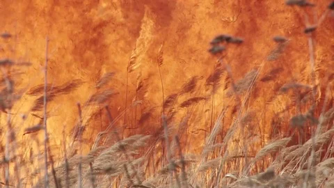 Fire Stock Footage 86638757