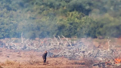 Fire 库存影片 142226583