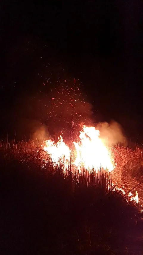 Fire Stock Footage 159728059