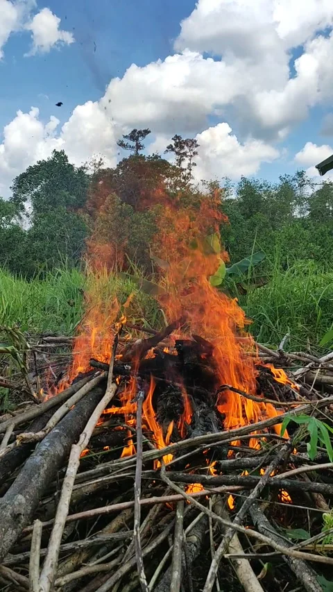 Fire Stock Footage 221163209