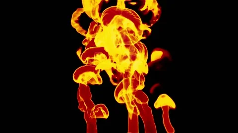 Fire Stock Footage 236248370