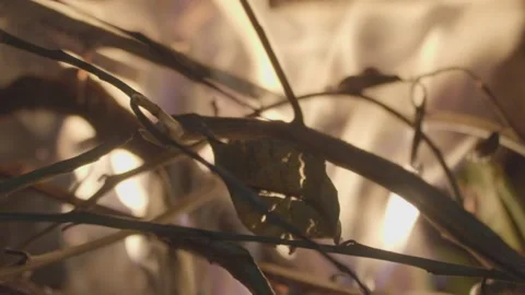 Fire Video stock 275212876