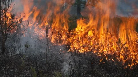 Fire on foreground Vídeos de archivo 55703066