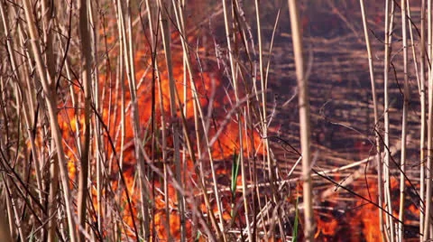 Fire in the forest 4 스톡 동영상 23004871