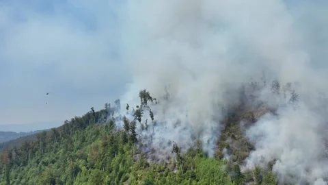 Fire in the Forest. Aerial view of large clouds of smoke and fire 스톡 동영상 204730006