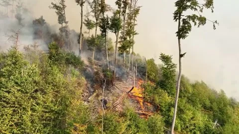 Fire in the Forest. Aerial view of large clouds of smoke and fire 스톡 동영상 204730044