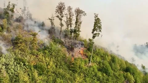 Fire in the Forest. Aerial view of large clouds of smoke and fire 스톡 동영상 204730058