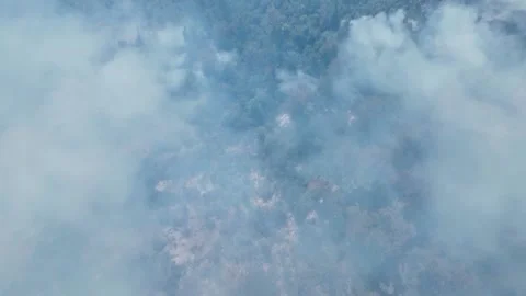 Fire in the Forest. Aerial view of large clouds of smoke and fire 스톡 동영상 204730073