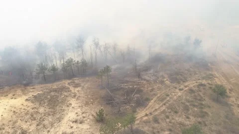 Fire in the forest. After extinguishing the fire. Trees are burning. Stock-Footage 155243270