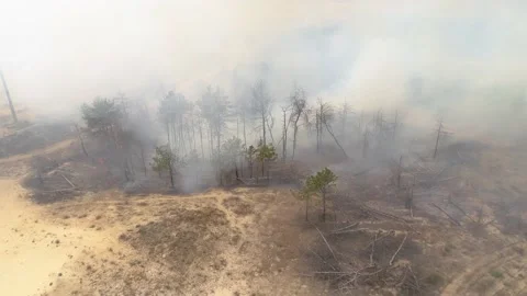 Fire in the forest. After extinguishing the fire. Trees are burning. Stock-Footage 155243288