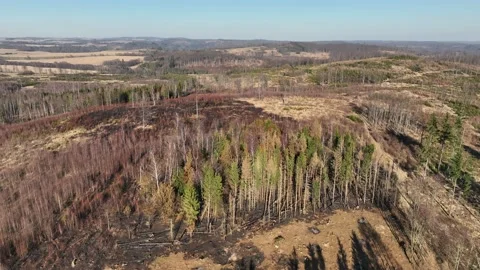Fire forest after flame drone aerial drought dry black earth ground vegetation Stock Footage 172458462
