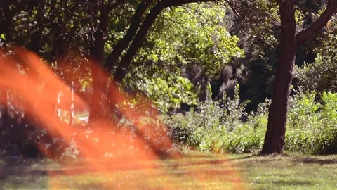 Fire With Forest Background Forest Fire Stock Video Pond5