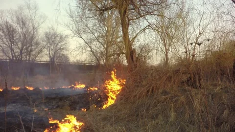 Fire in the forest. In the background there is a highway. 库存影片 74078132