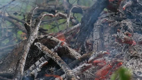 Fire in the forest, bonfire. Close-up Stock Footage 300765452