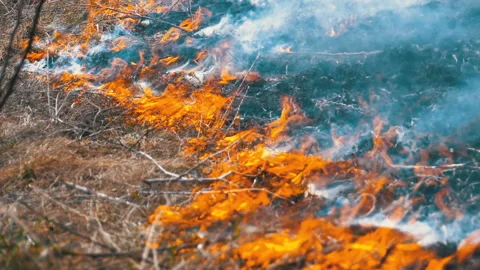 Fire in the Forest, Burning Dry Grass, Trees, Bushes, and Haystacks with Smoke Stock Footage 105230463