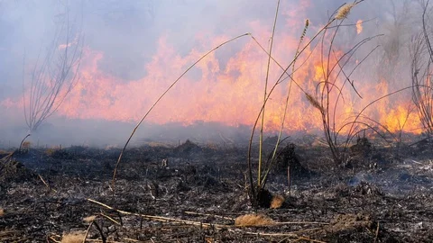 Fire in the Forest. Burning Dry Grass, Trees and Reeds. Wildfire. Slow Motion. Stock Footage 128326945