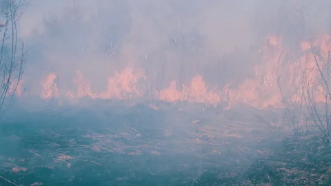 Fire in the Forest. Burning Dry Grass, Trees and Reeds. Wildfire. Slow Motion. Video stock 128622115