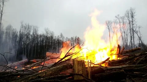 Fire in the Forest. Burning Dry Grass, Trees. Natural disaster 1 Stock Footage 149323634