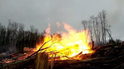 Fire in the Forest. Burning Dry Grass, Trees. Natural disaster 2 Stock Footage 149323635