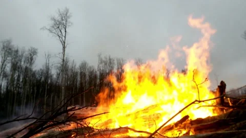 Fire in the Forest. Burning Dry Grass, Trees. Natural disaster 3 Stock Footage 149323643