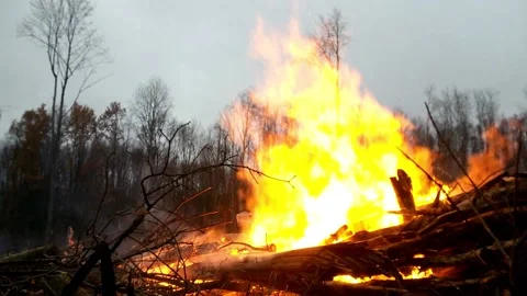 Fire in the Forest. Burning Dry Grass, Trees. Natural disaster 4 Stock Footage 149323646